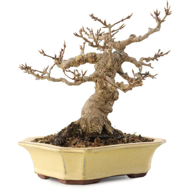 Acer buergerianum, 17,5 cm, ± 30 años