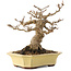 Acer buergerianum, 17,5 cm, ± 30 Jahre alt