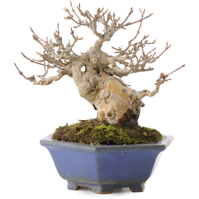 Acer buergerianum, 12,5 cm, ± 30 anni