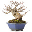Acer buergerianum, 12,5 cm, ± 30 jaar oud