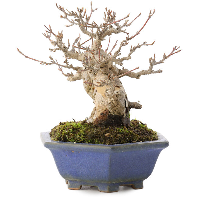 Acer buergerianum, 12,5 cm, ± 30 years old