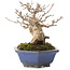 Acer buergerianum, 12,5 cm, ± 30 años