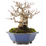 Acer buergerianum, 12,5 cm, ± 30 años