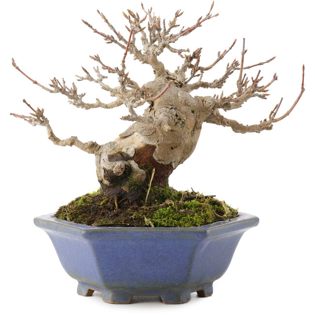 Acer buergerianum, 12,5 cm, ± 30 jaar oud