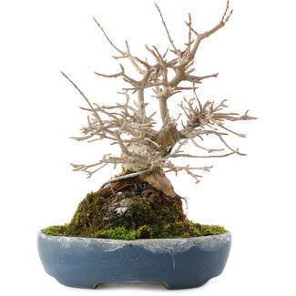 Acer buergerianum, 19,5 cm, ± 30 años