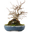 Acer buergerianum, 19,5 cm, ± 30 años