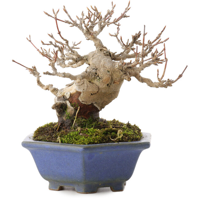 Acer buergerianum, 12,5 cm, ± 30 ans