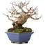 Acer buergerianum, 12,5 cm, ± 30 jaar oud