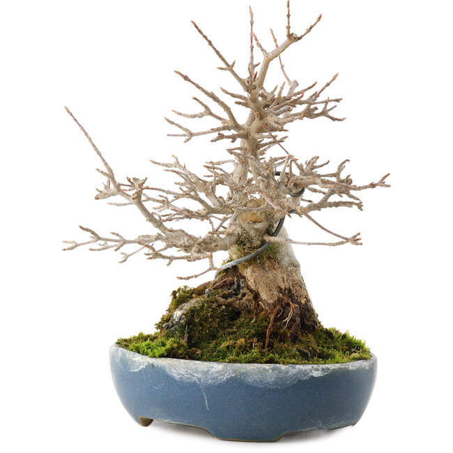 Acer buergerianum, 19,5 cm, ± 30 years old