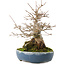 Acer buergerianum, 19,5 cm, ± 30 años