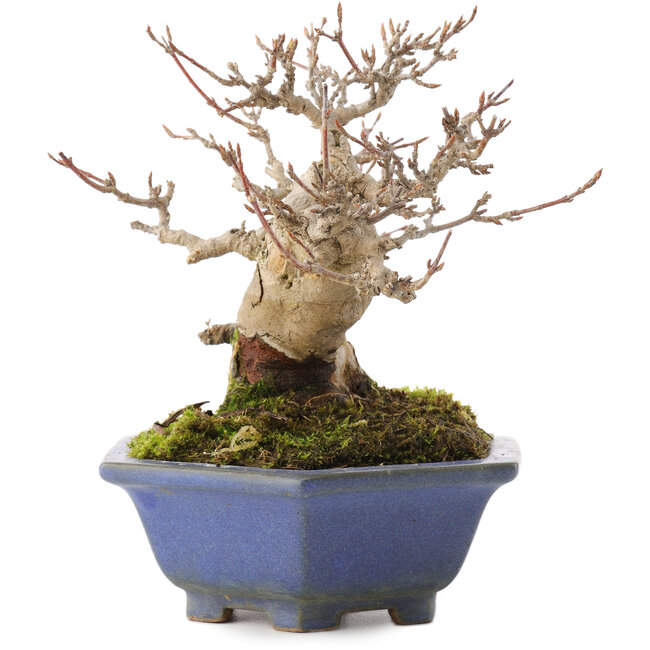 Acer buergerianum, 12,5 cm, ± 30 ans