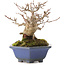 Acer buergerianum, 12,5 cm, ± 30 años