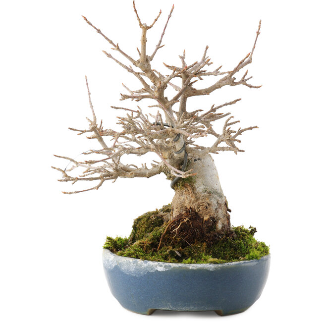 Acer buergerianum, 19,5 cm, ± 30 ans