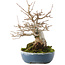 Acer buergerianum, 19,5 cm, ± 30 años
