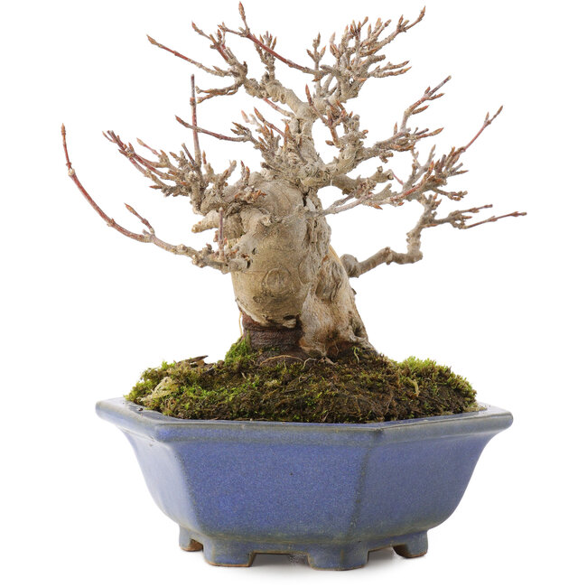 Acer buergerianum, 12,5 cm, ± 30 años