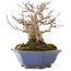 Acer buergerianum, 12,5 cm, ± 30 años
