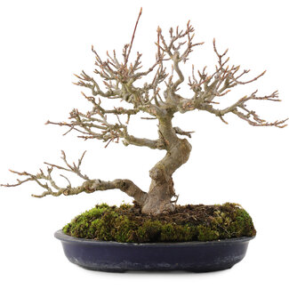 Acer buergerianum, 18 cm, ± 30 años