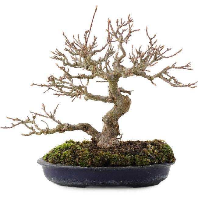 Acer buergerianum, 18 cm, ± 30 años