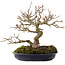 Acer buergerianum, 18 cm, ± 30 ans