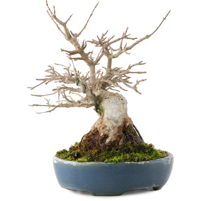 Acer buergerianum, 19,5 cm, ± 30 jaar oud