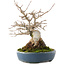 Acer buergerianum, 19,5 cm, ± 30 años
