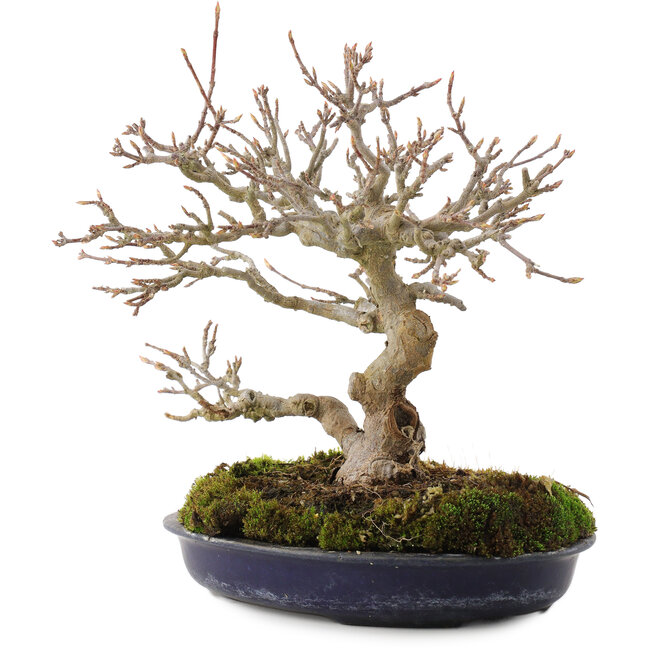 Acer buergerianum, 18 cm, ± 30 años