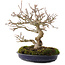 Acer buergerianum, 18 cm, ± 30 años