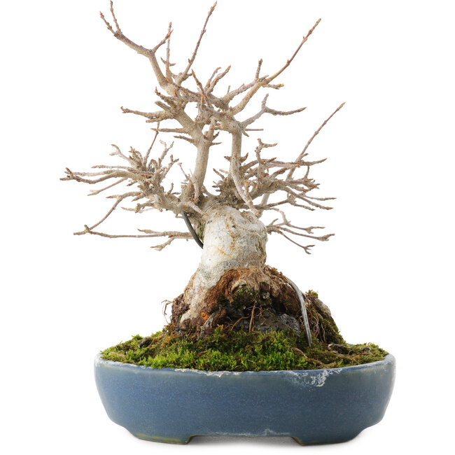 Acer buergerianum, 19,5 cm, ± 30 years old