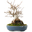 Acer buergerianum, 19,5 cm, ± 30 años