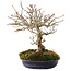 Acer buergerianum, 18 cm, ± 30 jaar oud