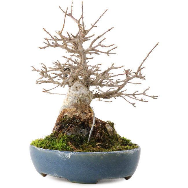 Acer buergerianum, 19,5 cm, ± 30 años