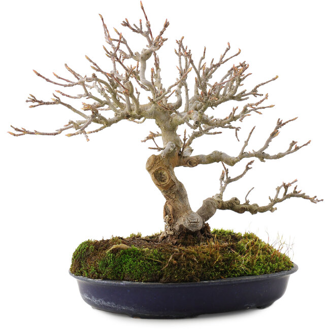 Acer buergerianum, 18 cm, ± 30 anni