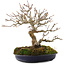 Acer buergerianum, 18 cm, ± 30 jaar oud