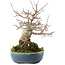 Acer buergerianum, 19,5 cm, ± 30 años