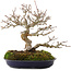 Acer buergerianum, 18 cm, ± 30 jaar oud