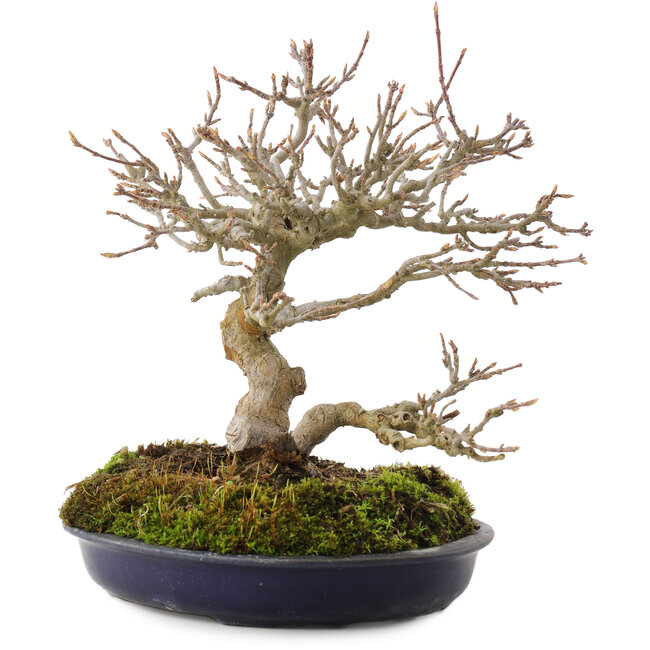 Acer buergerianum, 18 cm, ± 30 Jahre alt