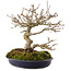Acer buergerianum, 18 cm, ± 30 jaar oud