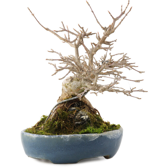 Acer buergerianum, 19,5 cm, ± 30 Jahre alt