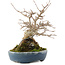Acer buergerianum, 19,5 cm, ± 30 años