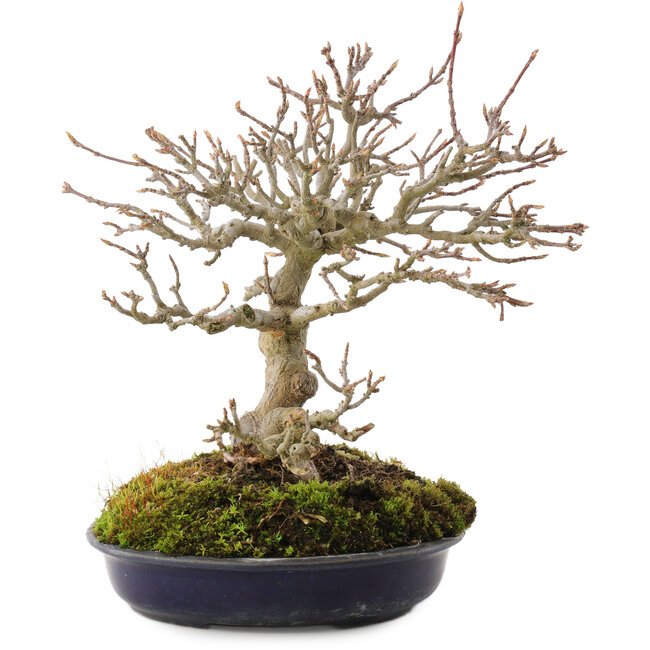 Acer buergerianum, 18 cm, ± 30 Jahre alt