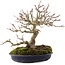 Acer buergerianum, 18 cm, ± 30 jaar oud