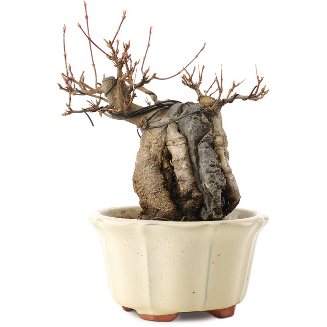 Acer buergerianum, 16 cm, ± 15 jaar oud