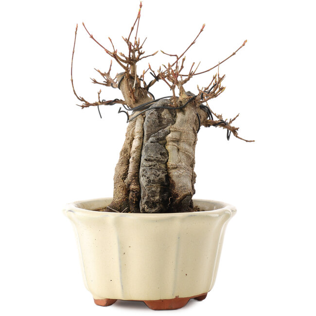 Acer buergerianum, 16 cm, ± 15 years old