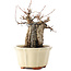 Acer buergerianum, 16 cm, ± 15 años
