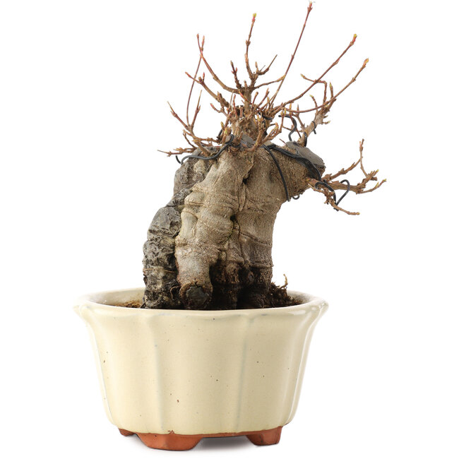 Acer buergerianum, 16 cm, ± 15 anni