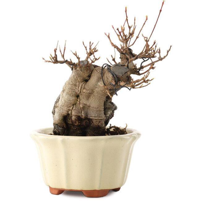 Acer buergerianum, 16 cm, ± 15 Jahre alt