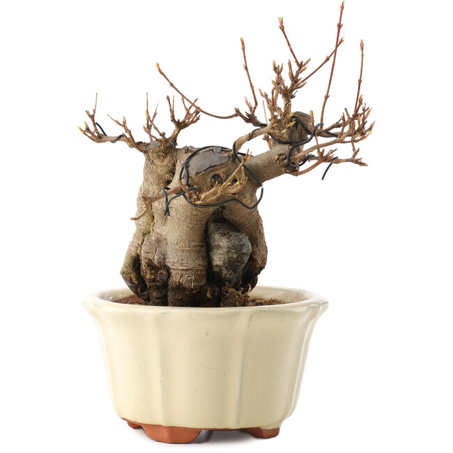 Acer buergerianum, 16 cm, ± 15 jaar oud