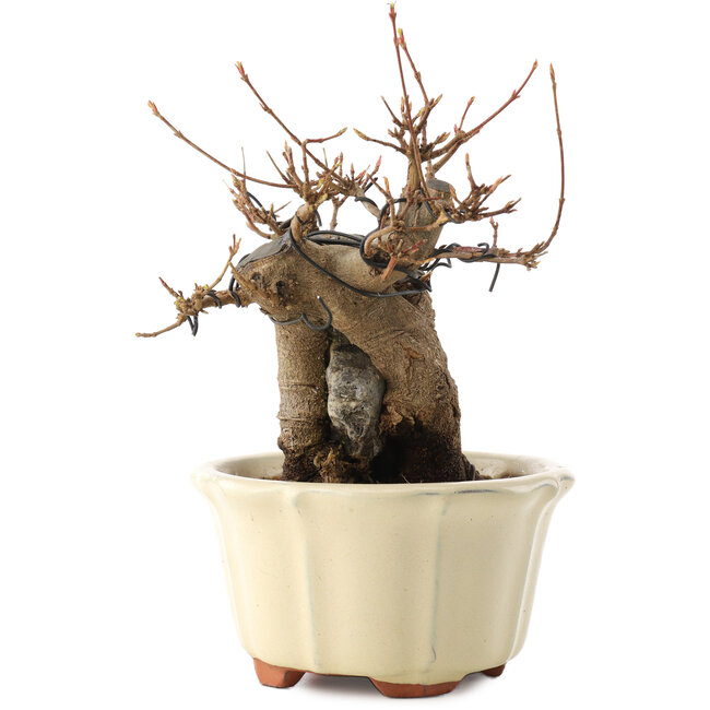 Acer buergerianum, 16 cm, ± 15 jaar oud