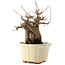 Acer buergerianum, 16 cm, ± 15 años