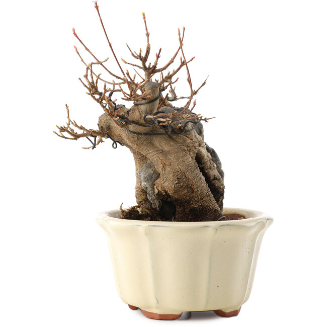 Acer buergerianum, 16 cm, ± 15 jaar oud